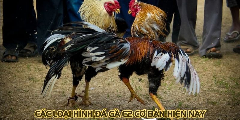 Các loại hình đá gà C2 cơ bản hiện nay