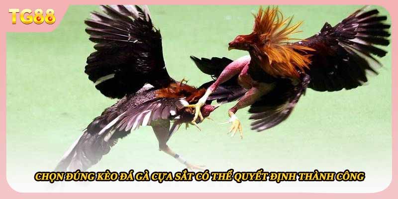 Chọn đúng kèo đá gà cựa sắt có thể quyết định thành công