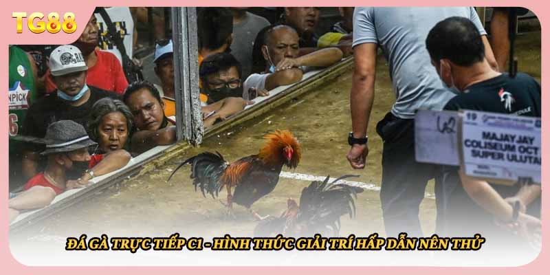 Đá Gà Trực Tiếp C1 - Hình Thức Giải Trí Hấp Dẫn Nên Thử
