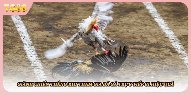 Giành chiến thắng khi tham gia đá gà trực tiếp C1 hiệu quả