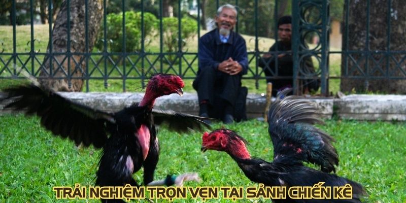 Trải nghiệm trọn vẹn tại sảnh chiến kê